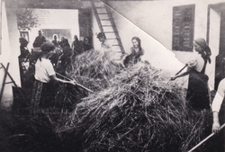 Mlatit kod Pafkini u dvori oko 1940.