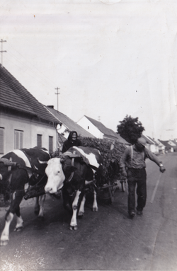 Upregnute krave u kola